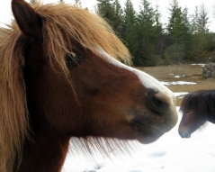 Fierce Looking Icelandic Horse