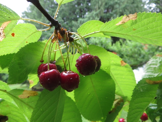 Cherries Ripening under Ideal Conditions Promising a Bumper Crop