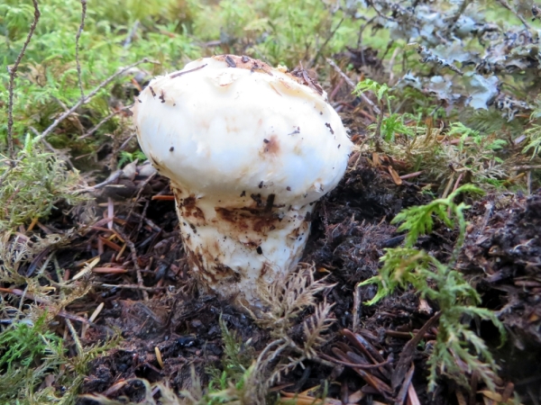 Mushroom Picker's Delight: A Pine Mushroom Button