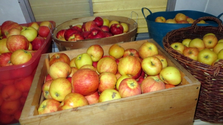 Boxes and baskets full of gravenstein apples are waiting to be dried.